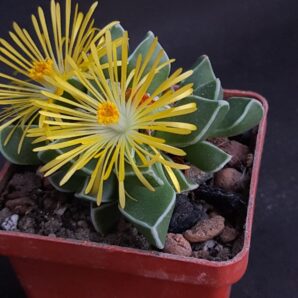 Faucaria bosscheana | 52