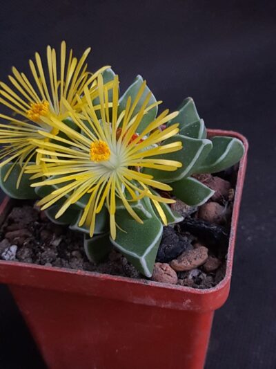 Faucaria bosscheana