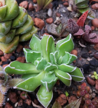 Faucaria bosscheana - Зображення 2