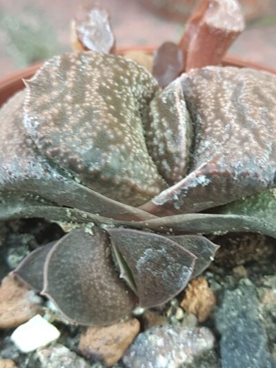Gasteria sp.