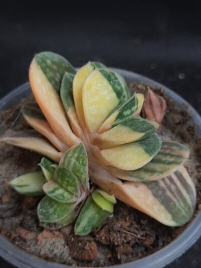 Gasteria sp. var.