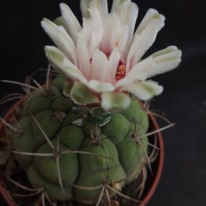 Gymnocalycium zegarrae