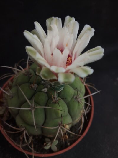Gymnocalycium zegarrae