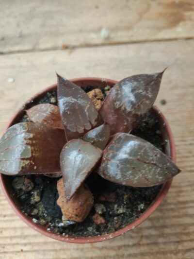 Haworthia emelyae comptoniana