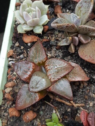 Haworthia Bayeri