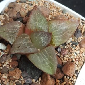 Haworthia Bayeri