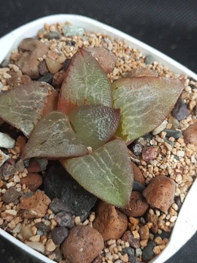 Haworthia Bayeri