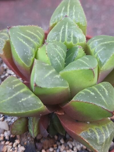 Haworthia retusa