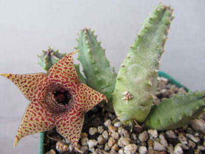 Huernia loeseneriana