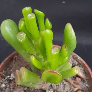 Crassula ovata Hobbit