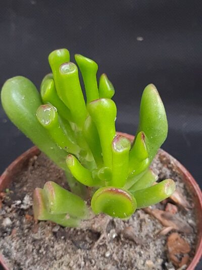 Crassula ovata Hobbit