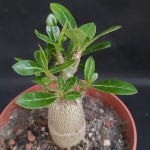 Adenium obesum | 2