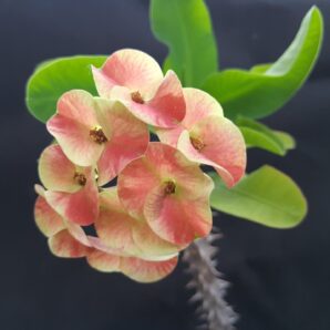 Euphorbia milii Siraya