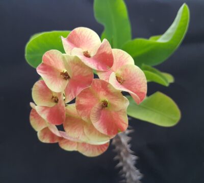 Euphorbia milii Siraya