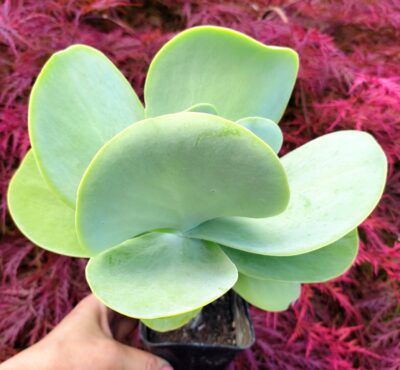 Kalanchoe thyrsiflora
