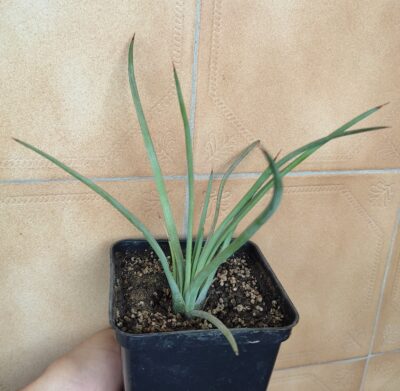 agava stricta rubra