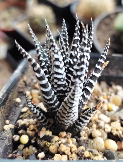 Haworthia fasciata Wide Band