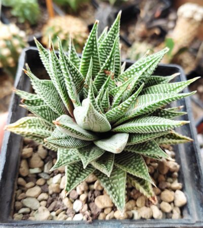 haworthia limifolia striata