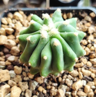 ferocactus glaucescens f. inermis