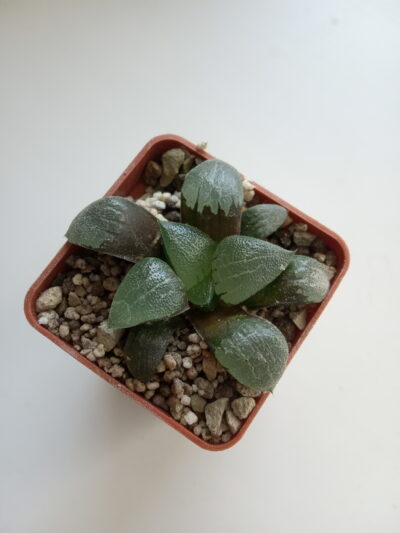 Haworthia hubr.