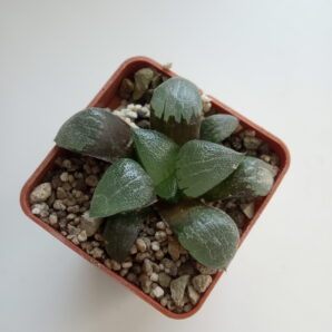 Haworthia hubr.