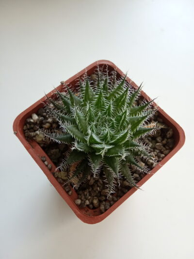 Haworthia doldii hubr.