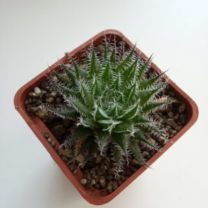 Haworthia doldii hubr.