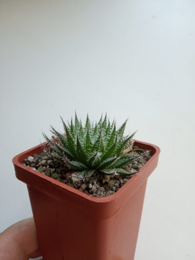 Haworthia doldii hubr. - Зображення 2