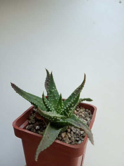 Haworthia pumila