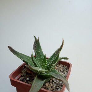 Haworthia pumila