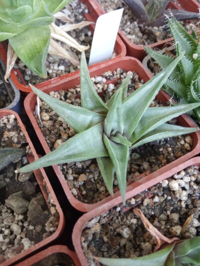 Haworthia limifolia var. ubomboensis