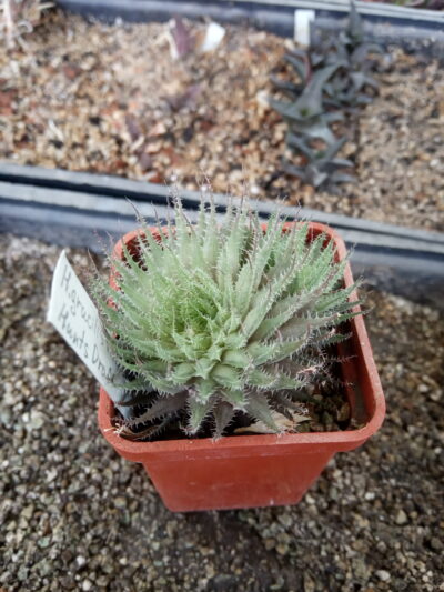 Haworthia gracilis v. tenera Hunts Droft, TS