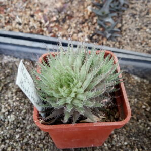 Haworthia gracilis v. tenera Hunts Droft, TS
