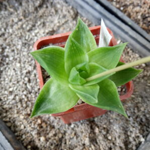 Haworthia planifolia var. agavoides