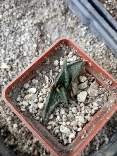 Haworthia limifolia var. arcana, Exotica