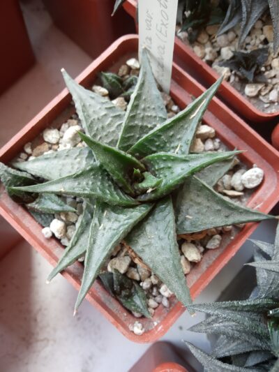 Haworthia limifolia var. arcana, Exotica - Зображення 2