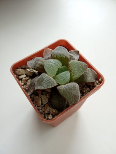 Haworthia pygmaea var. crystallina