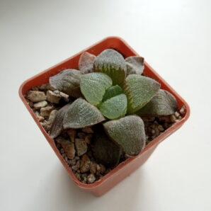Haworthia pygmaea var. crystallina