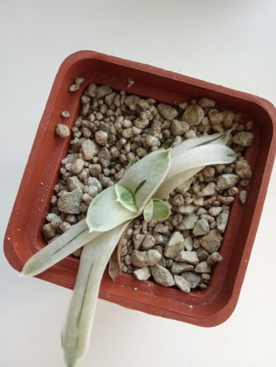 Gasteria obtusa f. variegata