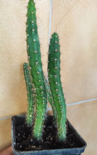 Eriocereus pomanensis