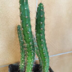 Eriocereus pomanensis | 35