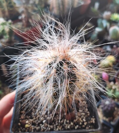 Оreocereus celsianus