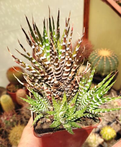 Haworthia fasciata Spec clon