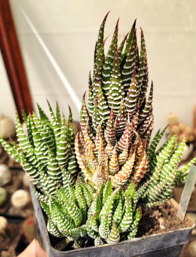 Haworthia reinwardtii v. peddiensis