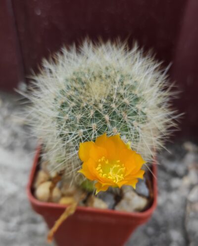 REBUTIA SENILIS V.KESSELRINGIANA