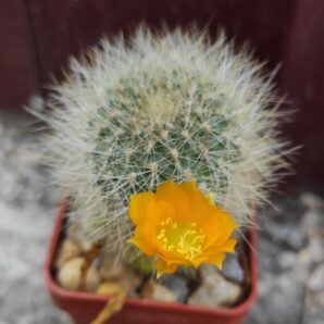 REBUTIA SENILIS V.KESSELRINGIANA