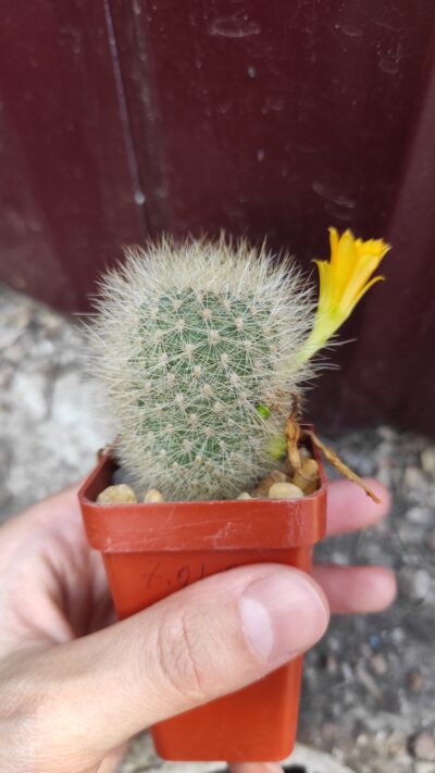 REBUTIA SENILIS V.KESSELRINGIANA - Зображення 2