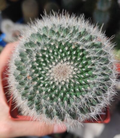 Mammillaria hahniana