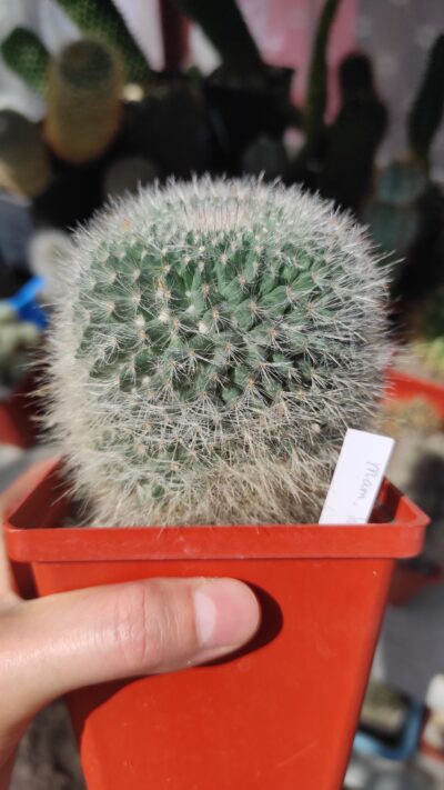 Mammillaria hahniana - Зображення 2