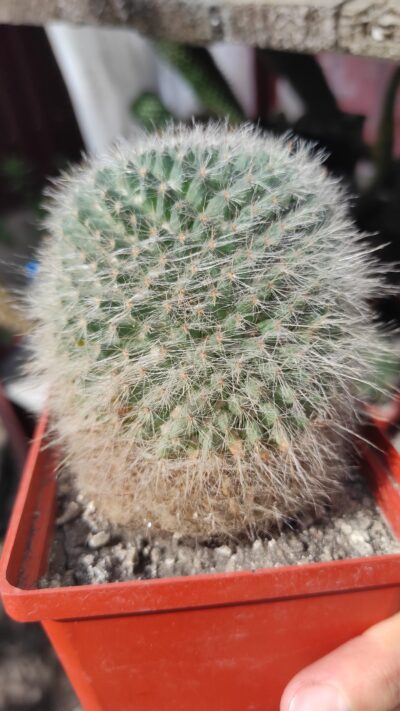 Mammillaria hahniana - Зображення 3